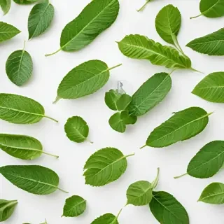 green on white background