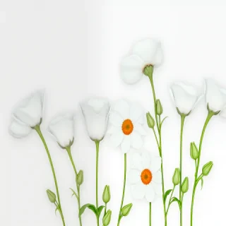 flowers with white background