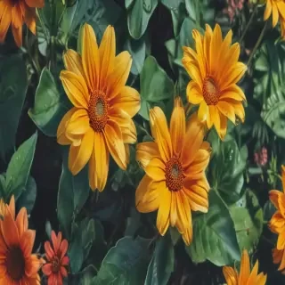summer iphone wallpaper
