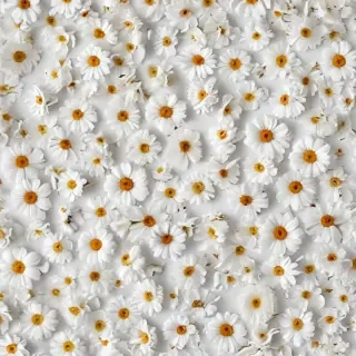 flowers white background