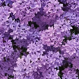 aesthetic lilac wallpaper