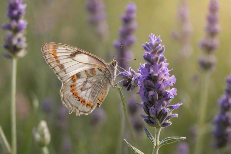 Softly focused close-up of a butterfly resting on a lavender flower, its delicate wings gently illuminated by soft morning light, with vibrant green foliage and distant wildflowers barely visible in the background.