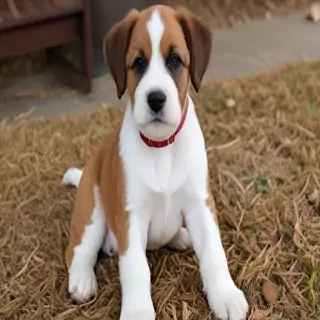 boxerdoodle dog breed