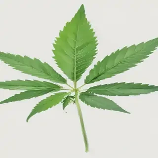 marijuana leaf transparent background