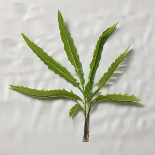 seaweed png