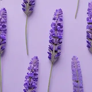 aesthetic lavender wallpaper