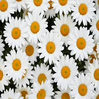daisy background wallpaper