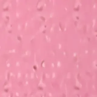pink plain bg