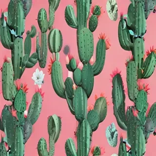 aesthetic cactus wallpaper