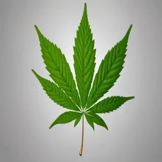 pot leaf png