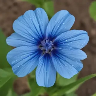 blue flower