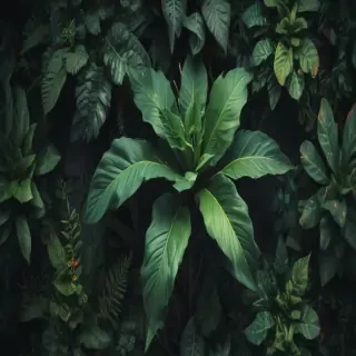 plant phone wallpaper