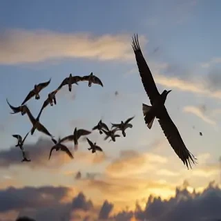 png birds flying