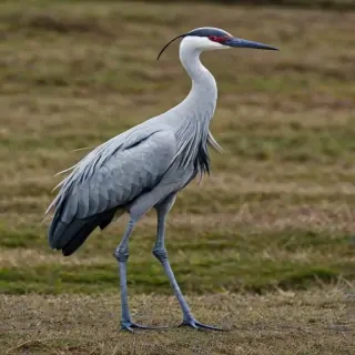 crane bird