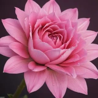 wallpapers pink iphone