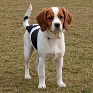 cav a malt dog breed