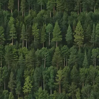 trees background