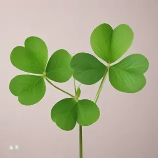 clover png