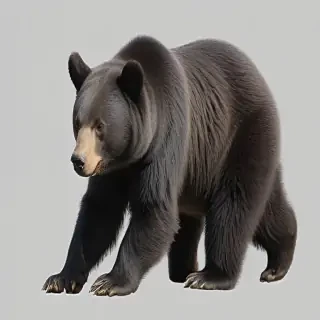 black bear png