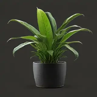 indoor plant png