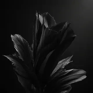 black hd iphone wallpaper