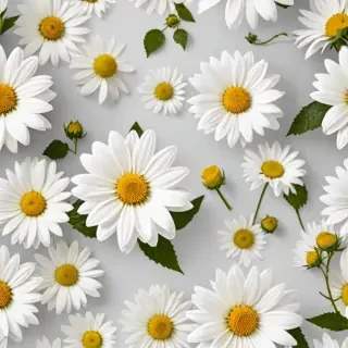 flowers with white background