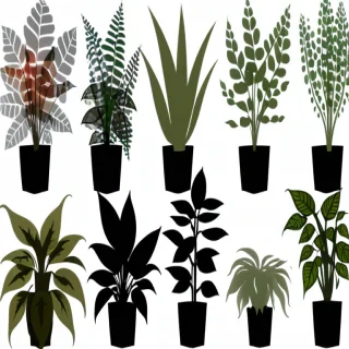 plants transparent