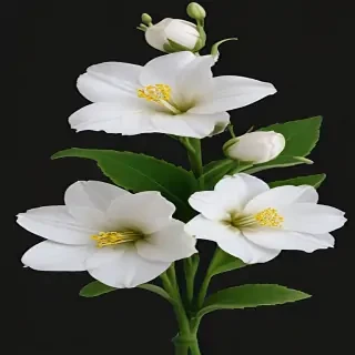 white flower png