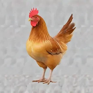 chicken transparent