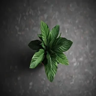 plant wallpaper iphone