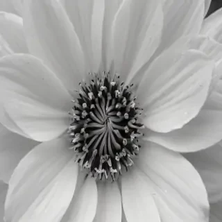 black and white flower