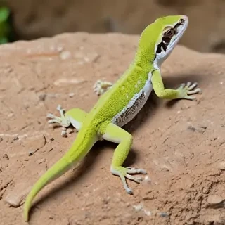 gecko lizard