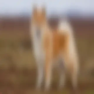 icelandic sheepdog