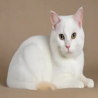 chantilly tiffany cat breed