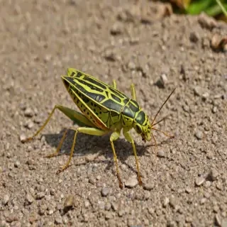 locust bug