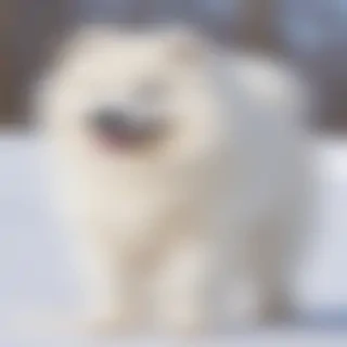 samoyed dog breed