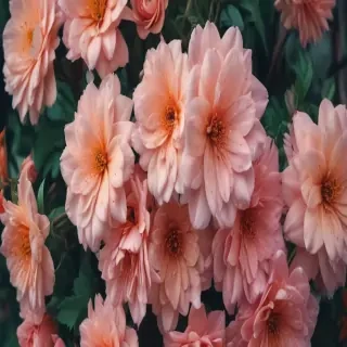 flowers iphone wallpaper