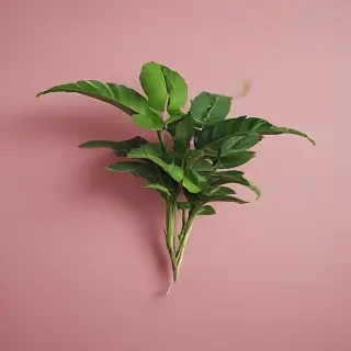 plant desktop wallpaper