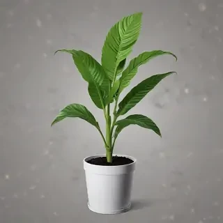 plant png clipart