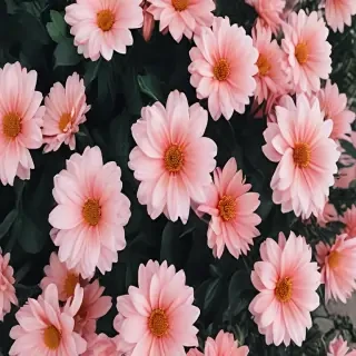 cute aesthetic flower wallpapers