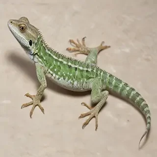 lizard transparent
