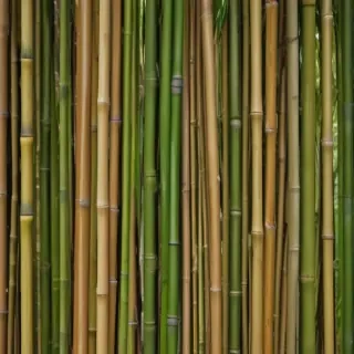 bamboo background