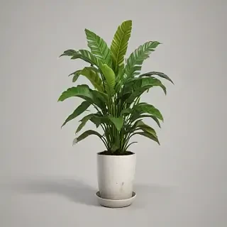 potted plants png