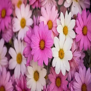 wallpaper iphone flowers