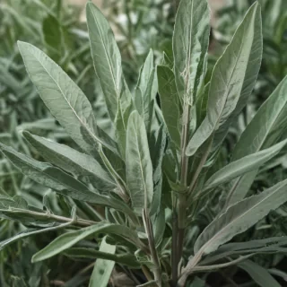 sage png