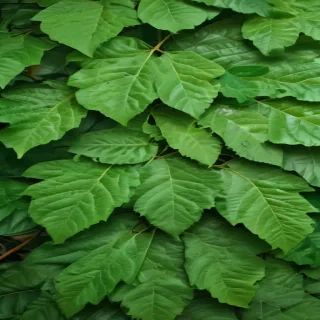 green leaf background