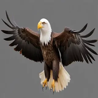 eagle transparent