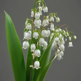lily of the valley png