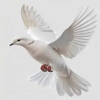 dove png