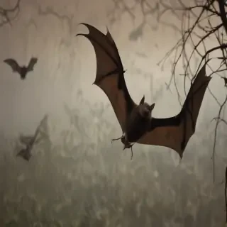 pictures of bats for halloween